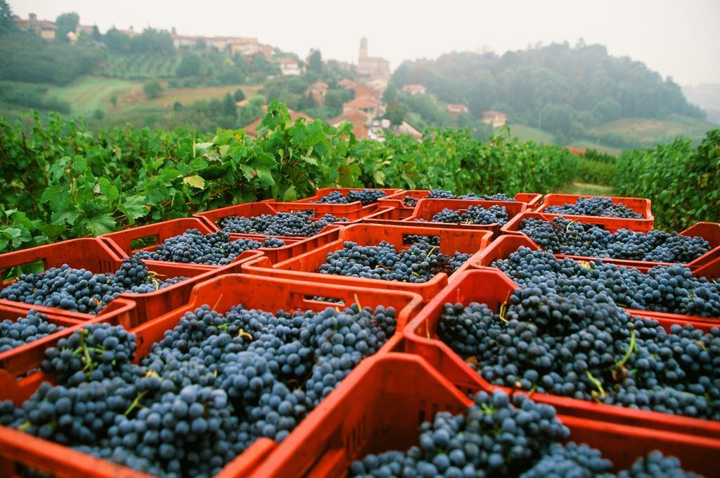 Marchesi Alfieri - Cantine E Ospitalita San Martino Alfieri Eksteriør bilde