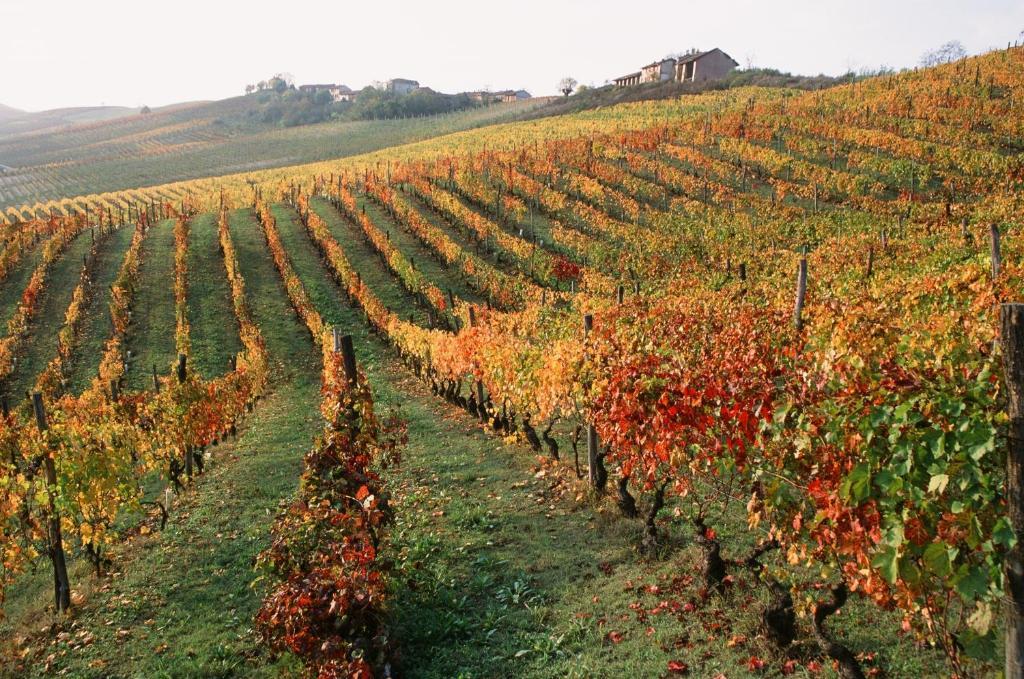Marchesi Alfieri - Cantine E Ospitalita San Martino Alfieri Eksteriør bilde